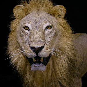 Full Mount Lion Taxidermy Big Zimbabwe Cat