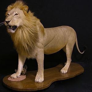 Full Mount Lion Taxidermy Big Zimbabwe Cat