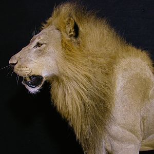 Full Mount Lion Taxidermy Big Zimbabwe Cat