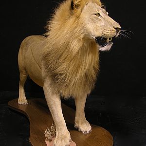 Full Mount Lion Taxidermy Big Zimbabwe Cat