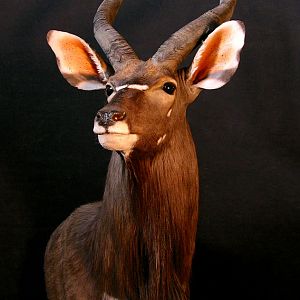 Nyala Taxidermy Shoulder Mount