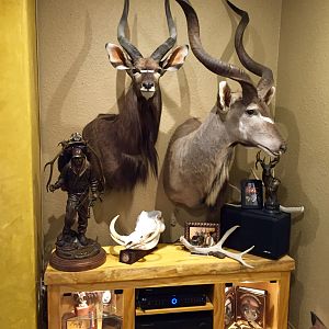 Nyala Taxidermy Shoulder Mount