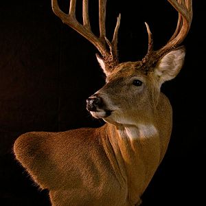 Whitetail Shoulder Mount Taxidermy