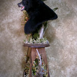 700lb Black Bear Shoulder Mount Taxidermy