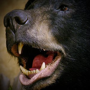 700lb Black Bear Shoulder Mount Taxidermy