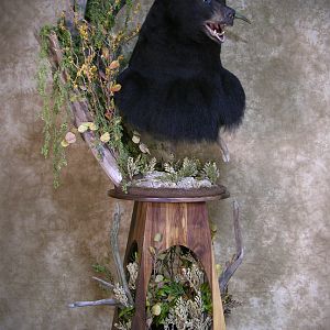 700lb Black Bear Shoulder Mount Taxidermy