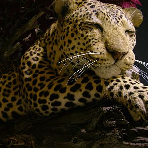 Full Leopard Mount Taxidermy On A Limb