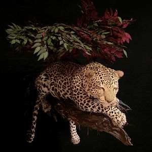 Full Leopard Mount Taxidermy On A Limb