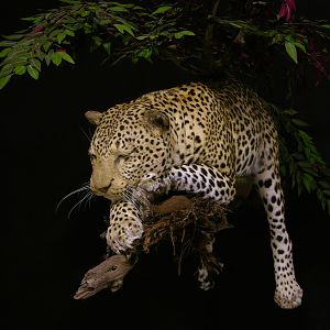 Full Leopard Mount Taxidermy On A Limb