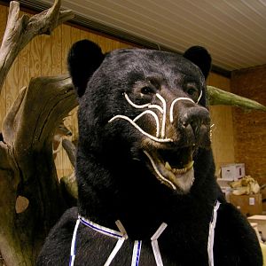 Huge Taxidermy Black Bear... Not Big Huge!