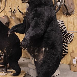 Drying In Taxidermy Studio Jim & Eva Shockey 577 & 510lb Black Bear