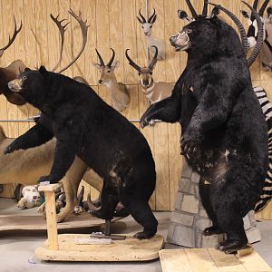 Drying In Taxidermy Studio Jim & Eva Shockey 577 & 510lb Black Bear