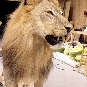 Full Lion Mount Drying In Taxidermy Studio