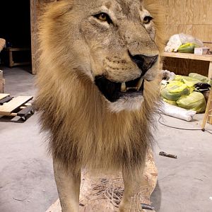 Full Lion Mount Drying In Taxidermy Studio