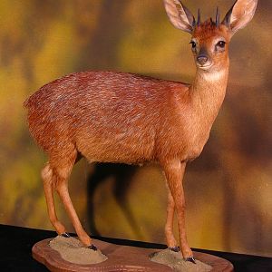 Cape Grysbok Tiny Ten Full Mount Taxidermy