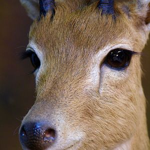 Oribi Full Mount Taxidermy