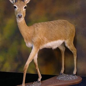 Oribi Full Mount Taxidermy