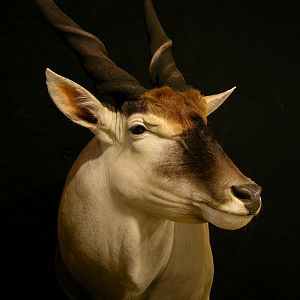 Eland Shoulder Mount Pedestal Taxidermy