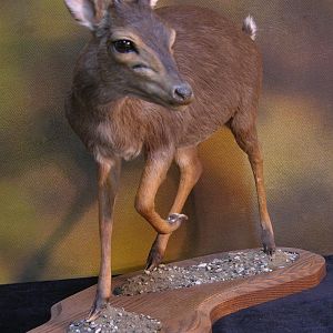 Blue Duiker Full Mount Taxidermy