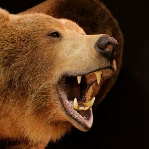 Brown Bear Full Mount Taxidermy Mount