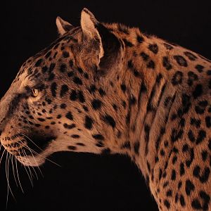 Female Leopard Full Mount Taxidermy