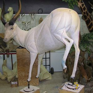 Bongo Full Mount Taxidermy