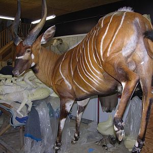 Bongo Full Mount Taxidermy