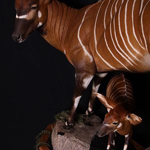 Bongo Full Mount Taxidermy