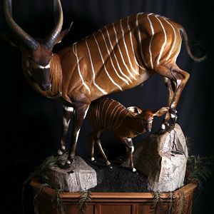 Bongo Full Mount Taxidermy