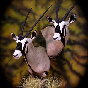 Double Stack Gemsbok Taxidermy