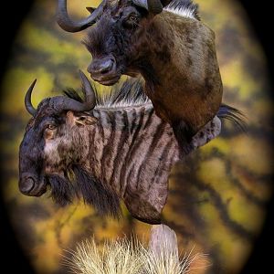 Double Stack Wildebeest Taxidermy