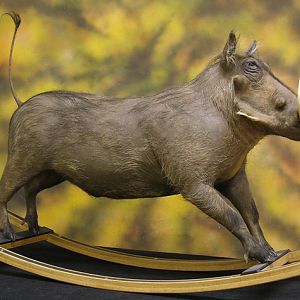 Different Kind Of Warthog Full Mount Taxidermy