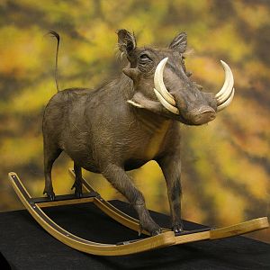 Different Kind Of Warthog Full Mount Taxidermy