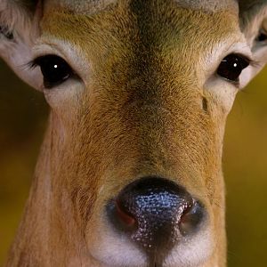 Double Stack Reedbuck Taxidermy