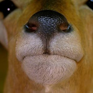 Double Stack Reedbuck Taxidermy