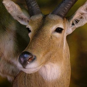 Double Stack Reedbuck Taxidermy