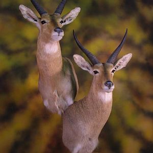 Double Stack Reedbuck Taxidermy