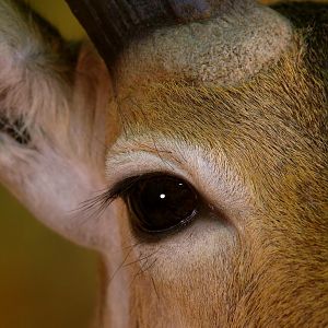 Double Stack Reedbuck Taxidermy