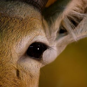 Double Stack Reedbuck Taxidermy