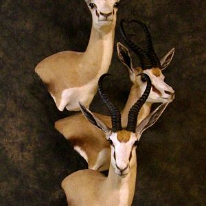 Triple Stack Springbok Taxidermy