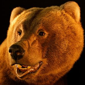 Brown Bear Full Mount Taxidermy