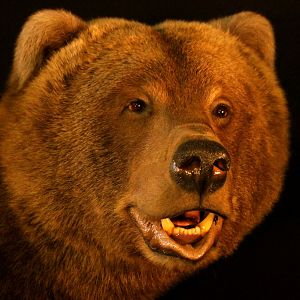 Brown Bear Full Mount Taxidermy