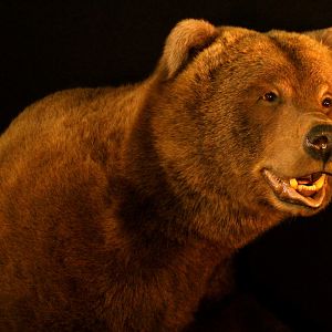 Brown Bear Full Mount Taxidermy