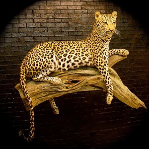 Leopard Taxidermy Mount