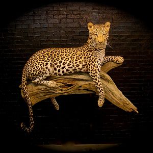 Leopard Taxidermy Mount