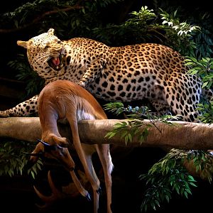 Taxidermy Leopard In Tree With Young Impala