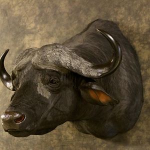 Cape Buffalo Shoulder Mount Taxidermy