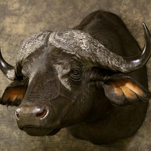 Cape Buffalo Shoulder Mount Taxidermy