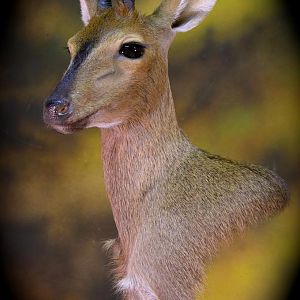 Bush Duiker Taxidermy Mount