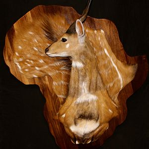 Bushbuck Demaske Shield Taxidermy